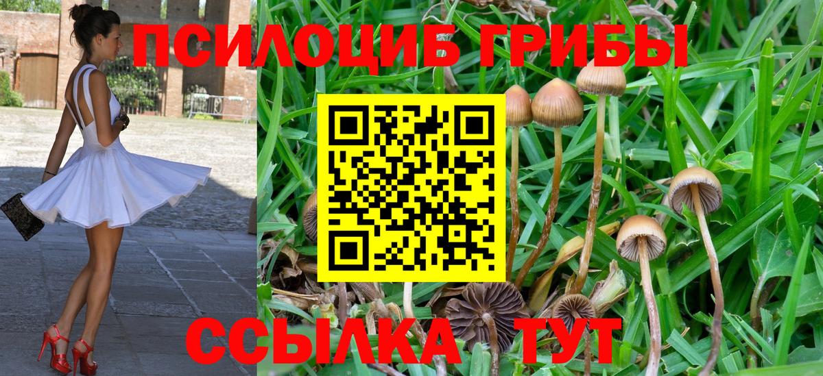 Псилоцибиновые грибы Psilocybine cubensis Бугуруслан